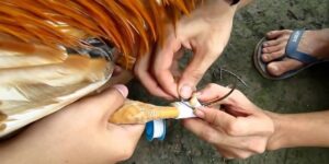 Phải đảm bảo dây quấn cựa không quá sát gây ra cảm giác khó chịu