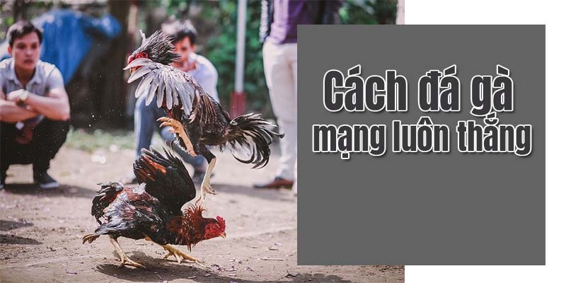 Khi tham gia chơi đá gà mạng anh em cần phải có kiến thức về chiến kê