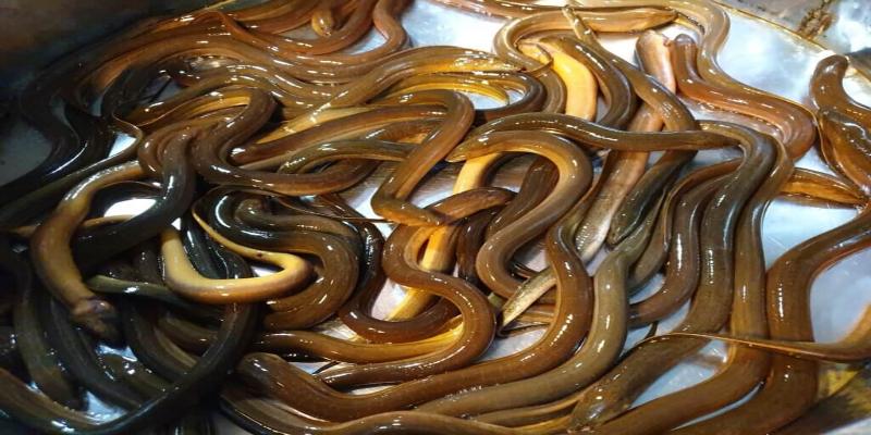 Cách vô mồi cho gà đá bằng lươn nhỏ được nhiều sư kê áp dụng