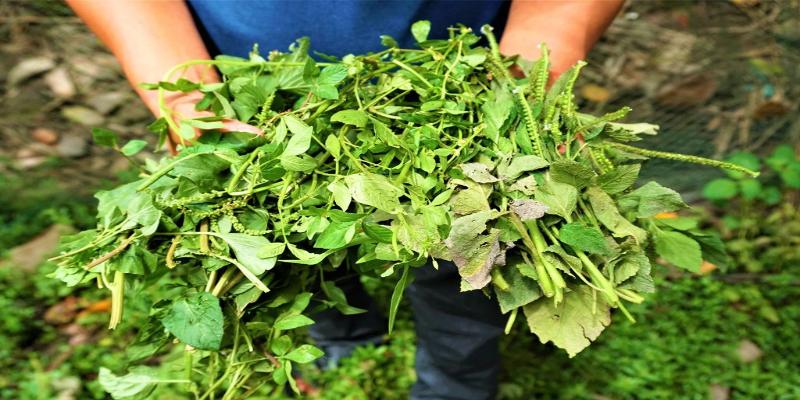 Rau xanh là nguồn thực phẩm giàu dinh dưỡng, chất xơ cho chiến kê