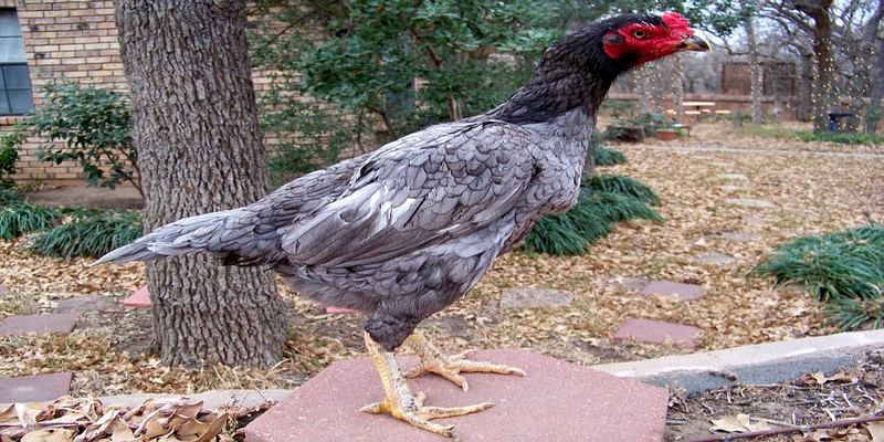 Lựa chọn gà mái tốt sẽ giúp cho đàn con khoẻ mạnh hơn