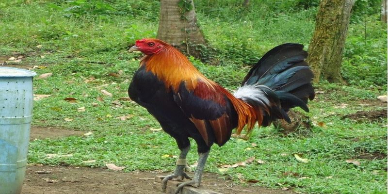 Giống Doc Robinson cho thấy phong thái ấn tượng