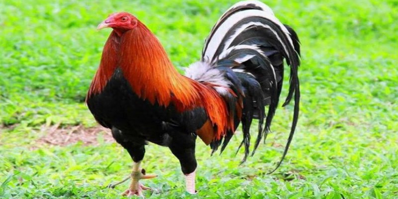 Kelso gây ấn tượng bởi vẻ ngoài oai phong dũng mãnh