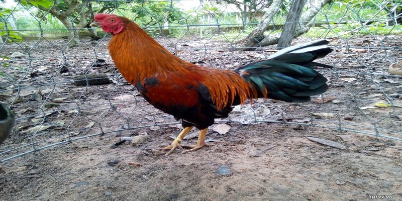 Chỉ cần thắng 5 trận, chúng đã thu hút sự ngưỡng mộ từ mọi người