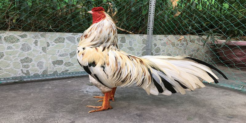 Gà điều bông mạng gì còn phải dựa vào màu lông để phân biệt
