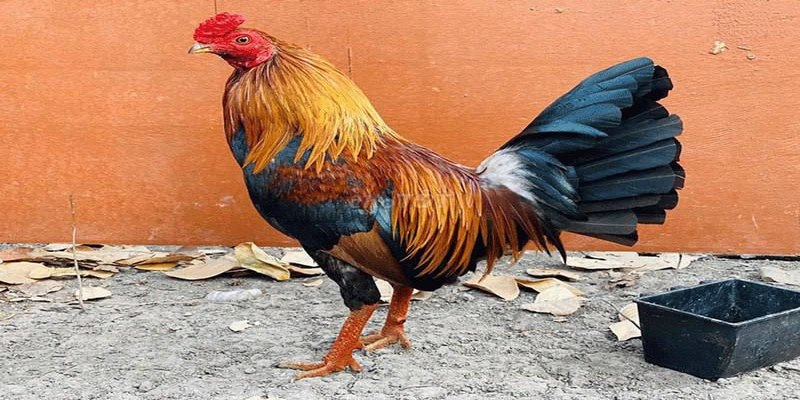 Gà điều màu gì đá ngày nào là tốt nhất phải căn cứ vào mạng gà