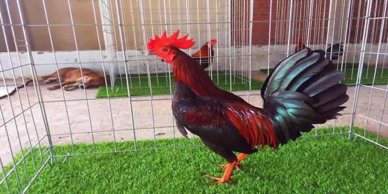 Gà tre Peru không được coi là thuần chủng nữa