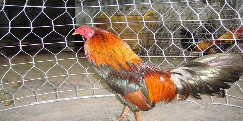Anh Hiển thường cho chiến kê chạy bộ từ khoảng 30 - 60 phút