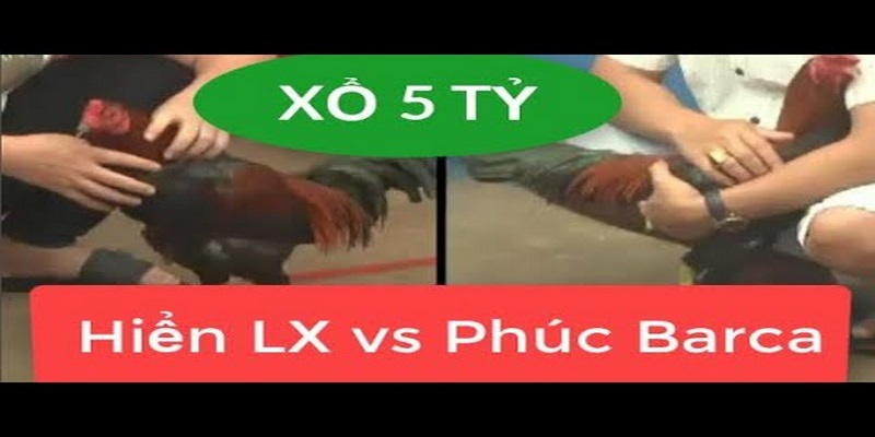 Trận chọi gà xổ 5 tỷ giữa Hiển Long Xuyên và Phúc Barca vô cùng hấp dẫn