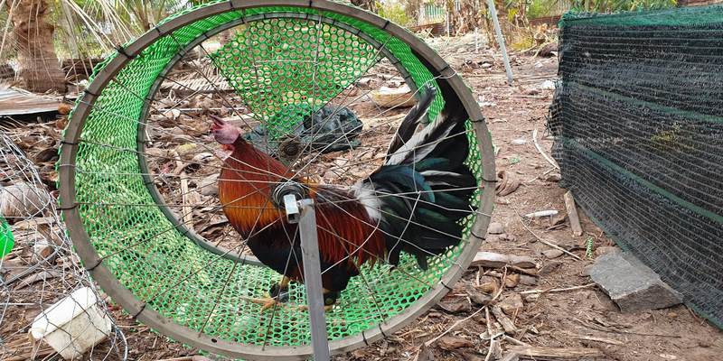 Người nuôi cần thực hiện áp dụng chế độ luyện tập cho gà đá trong kiến thức nuôi gà