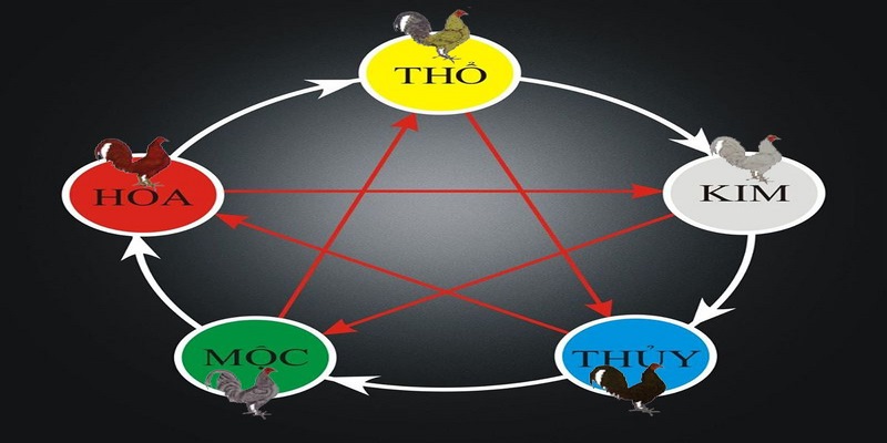 Gà có mệnh mộc thường có bộ lông màu xám