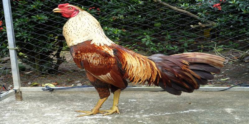 Thuốc bổ cho gà đá giúp tăng đề kháng, cơ bắp phát triển