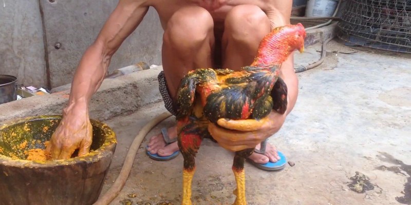 Anh em cần chuẩn bị nguyên liệu cần thiết khi vô nghệ cho gà