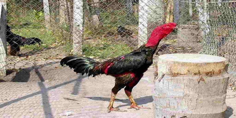 Việc sử dụng cách vô nghệ cho gà chọi thường xuyên rất quan trọng